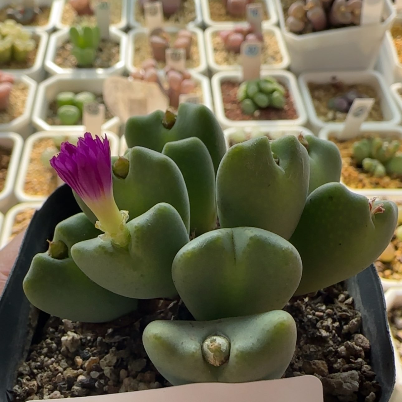 【闪购商品】0442紫花将群生