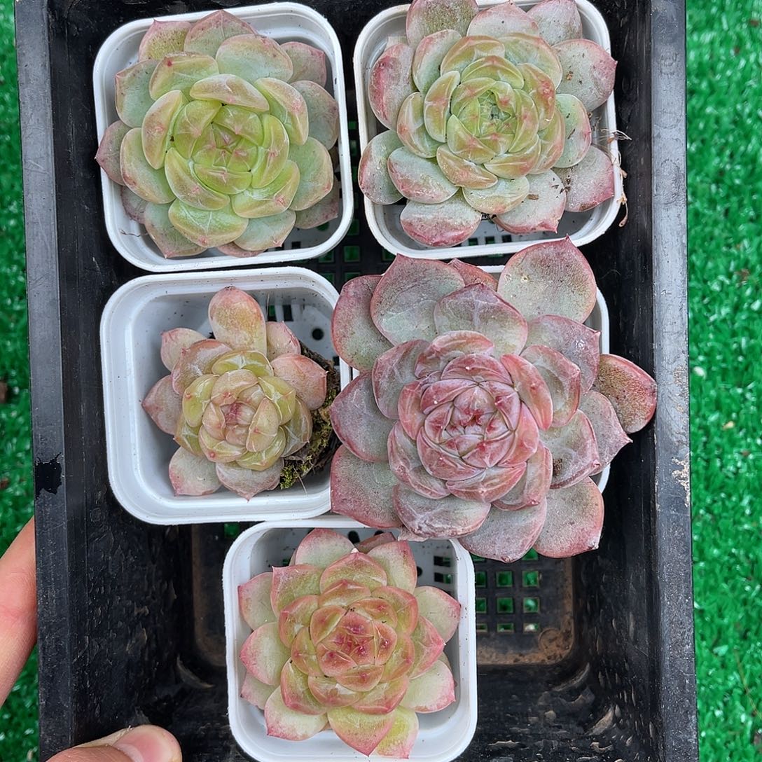 多肉一物一拍10-163