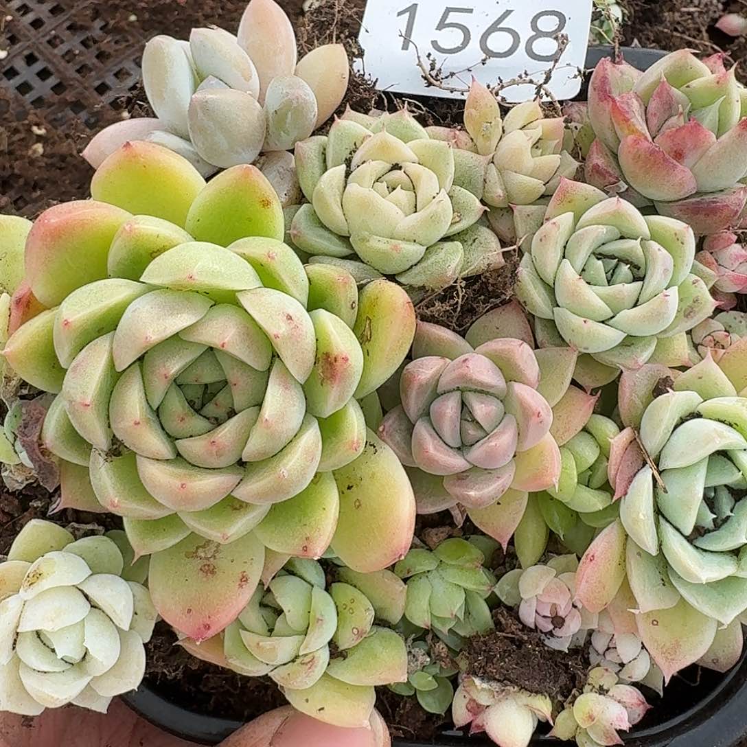 杂交新品珍妮多肉1568