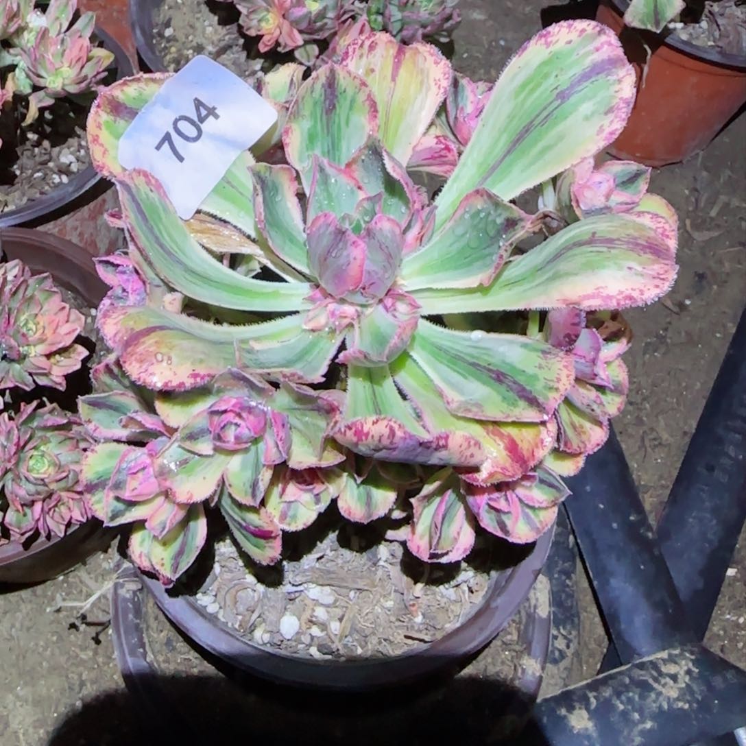 青花法师多肉704