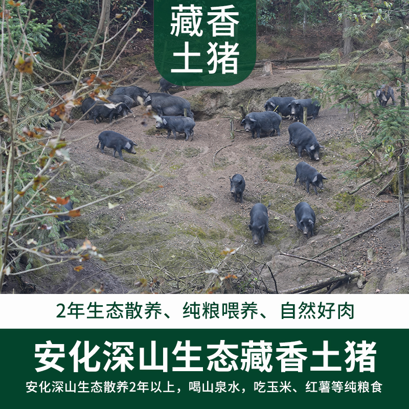 【预定】安化深山跑山藏香土猪肉纯粮生态散养-每日现杀顺丰直达
