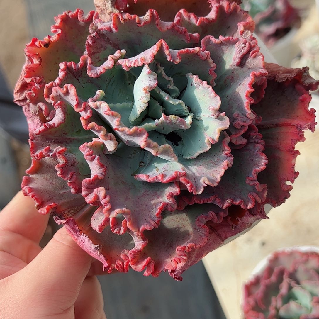 舞会红裙大单头老桩