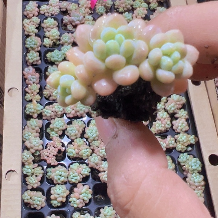 洛可可精品多肉植物