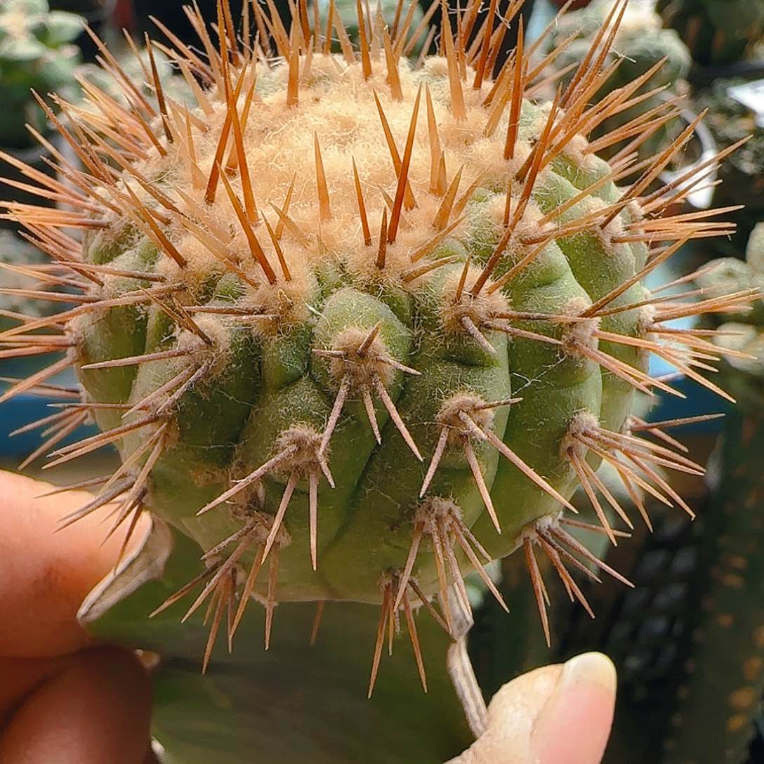 孤龙508仙人球开花