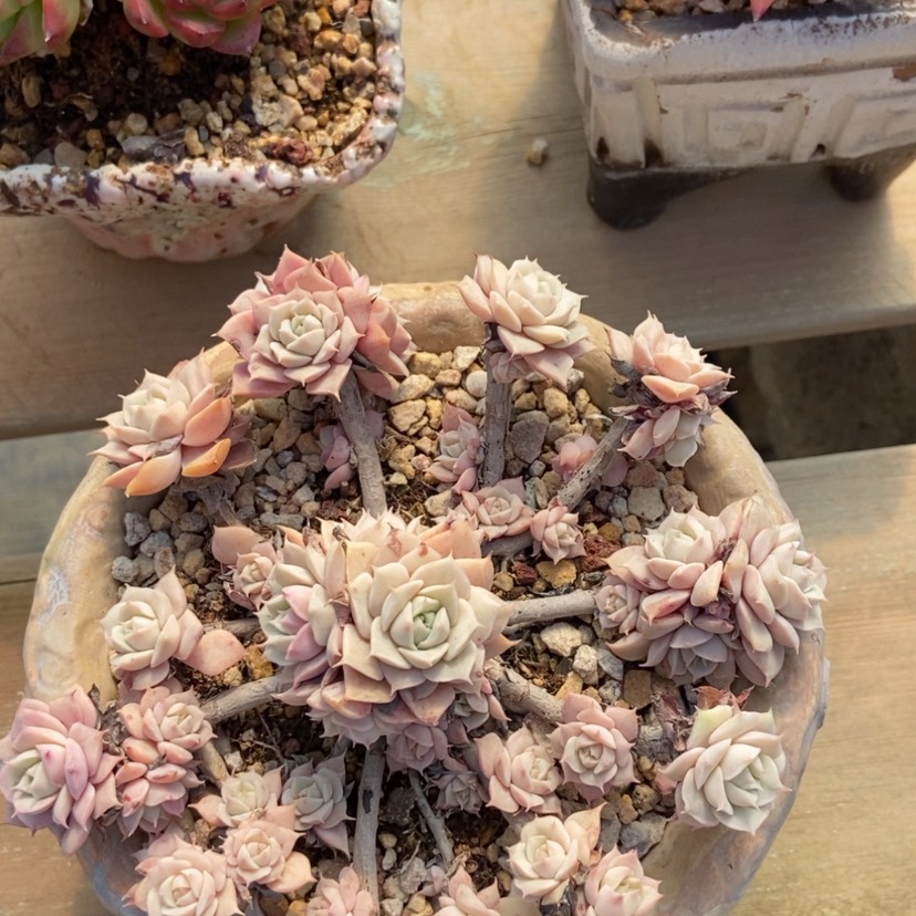 【闪购商品】范女王多肉