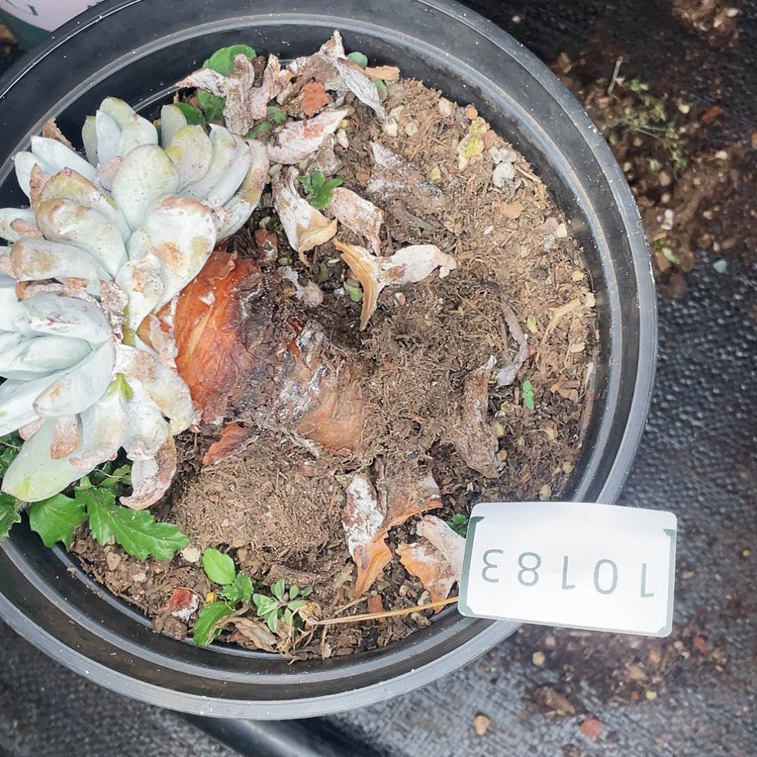 时**好拇指多头老桩10183