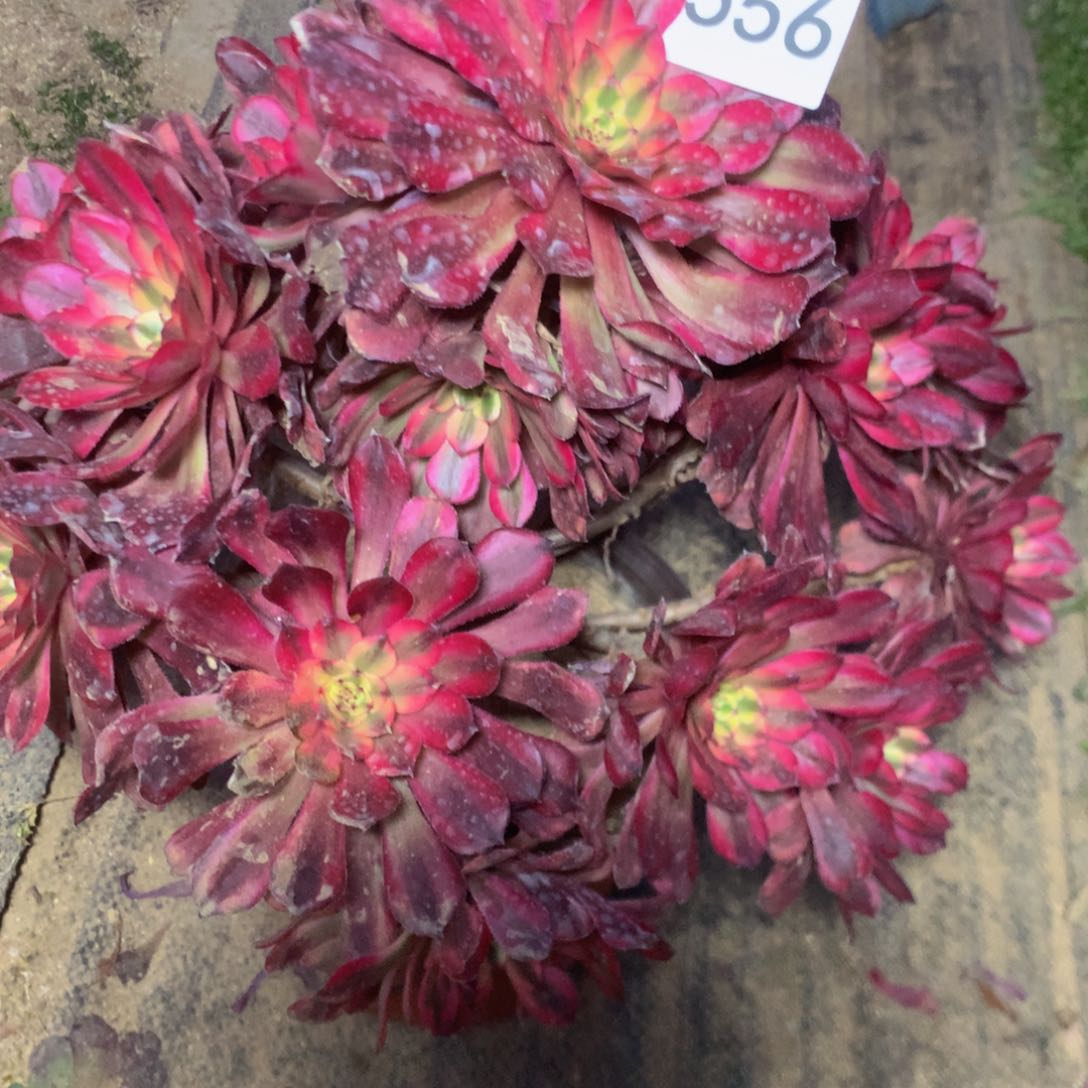 556月婵多肉植物