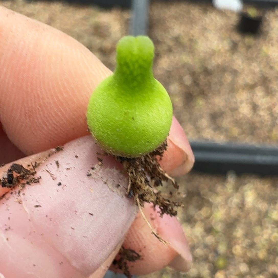 442小葫芦一颗000000000