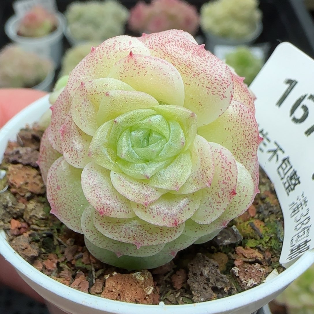 0212-167优选麦秆