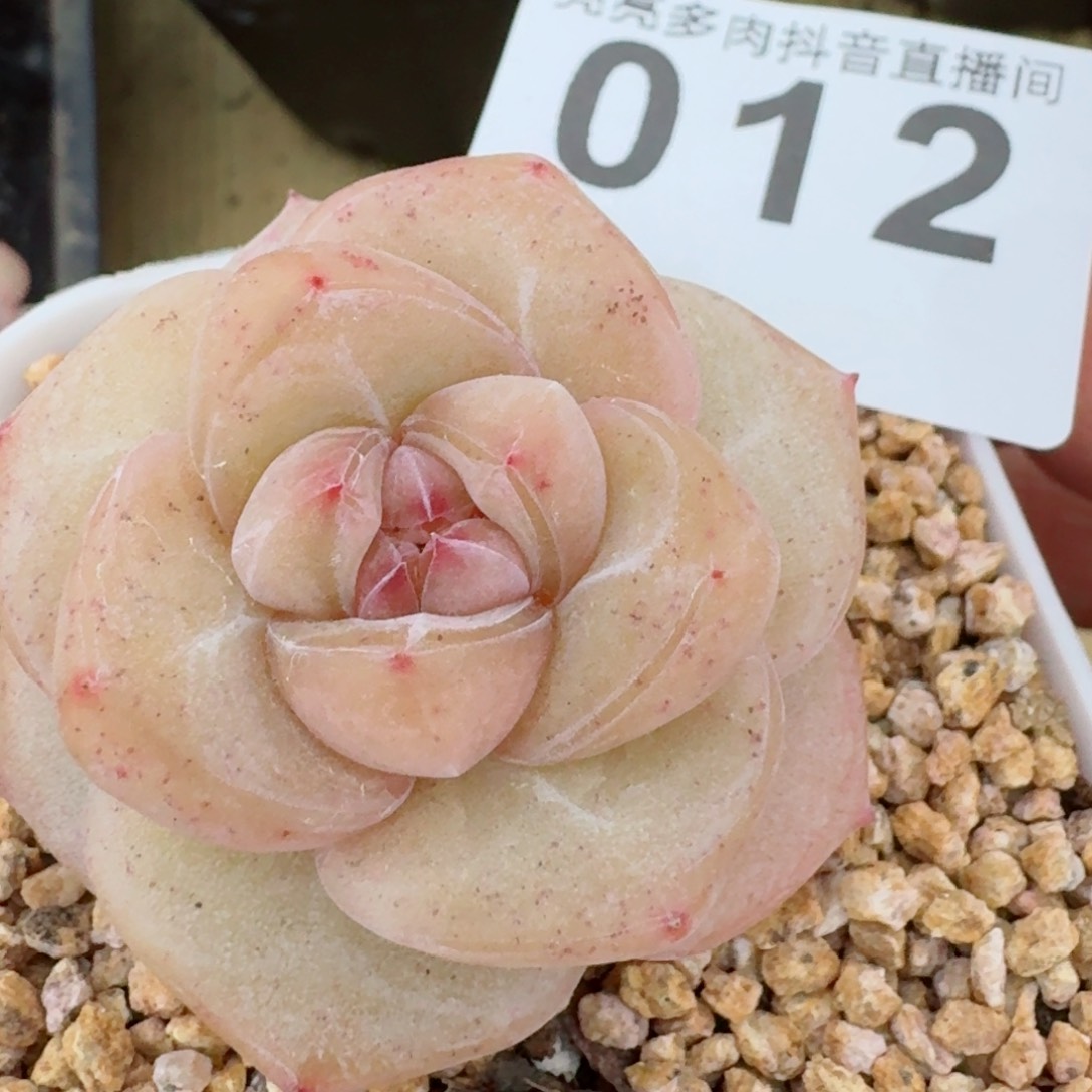 金虞姬珍妮         精品多肉