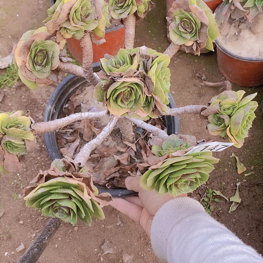 147 号一物一拍多肉植物