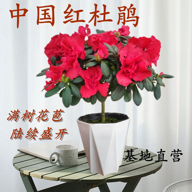 杨梅红西洋杜鹃花盆栽阳台花卉四季常青办公室盆栽苗好养