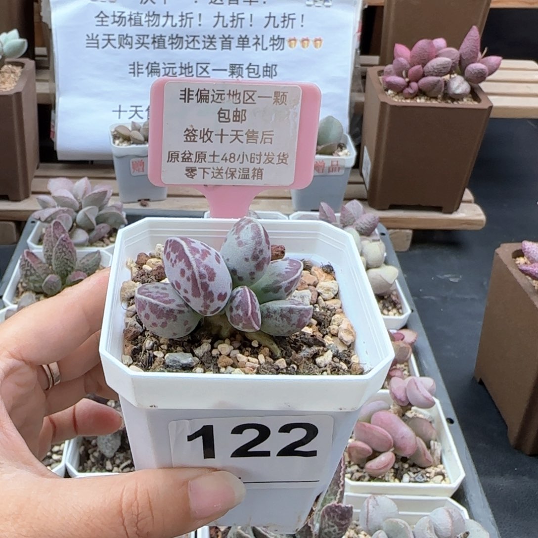 ࿐****122艾薇蛋多肉植物
