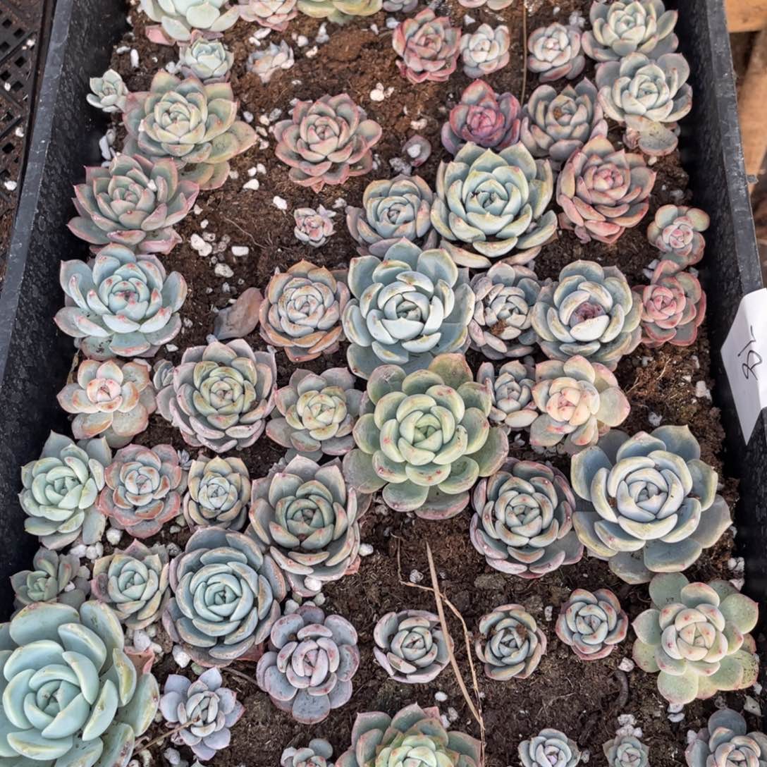 78糖珍混一筐特价，不包保温不包售后