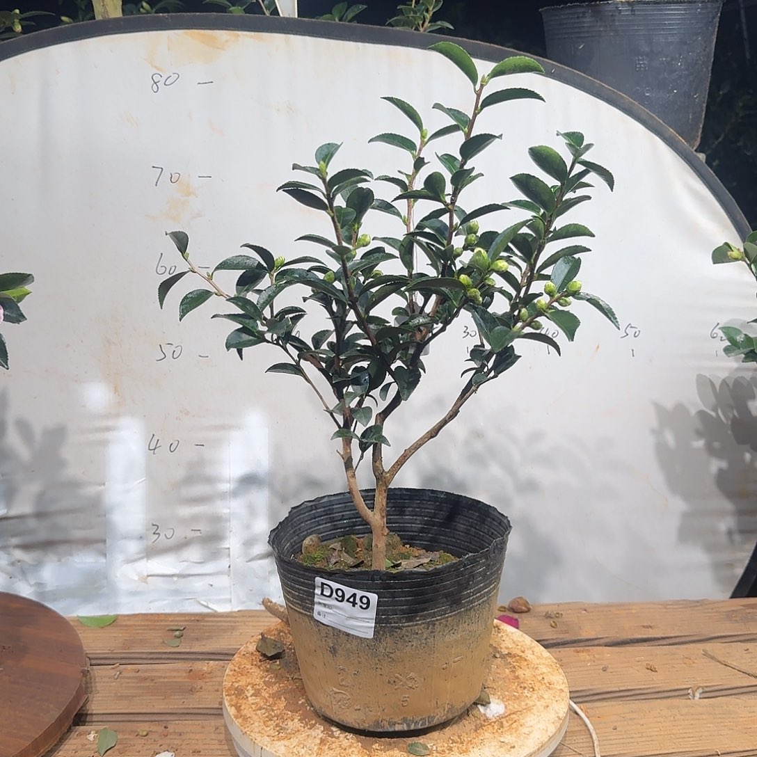 无花朵949乙女38.8