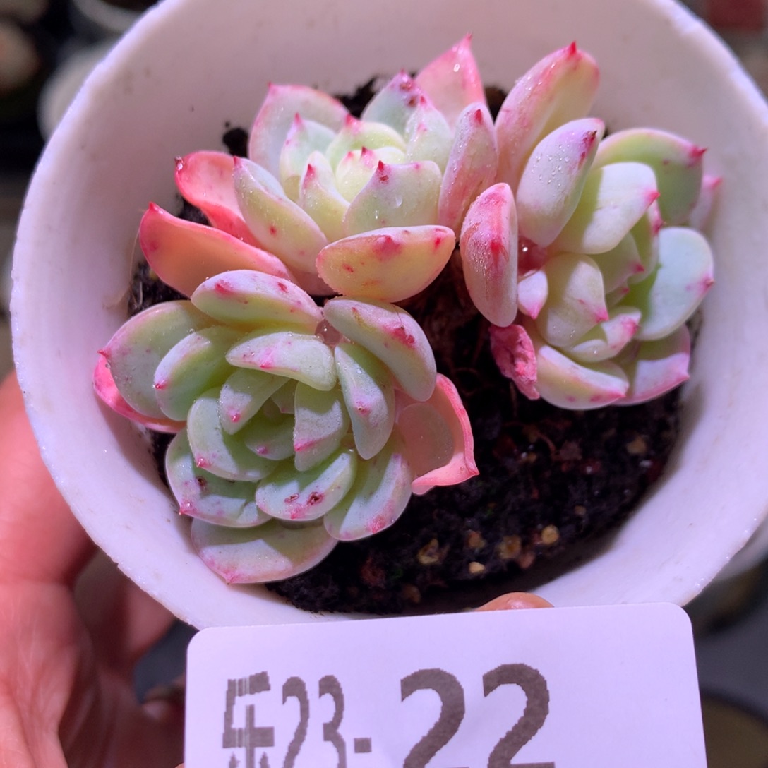 乐然23-22 勃朗峰群