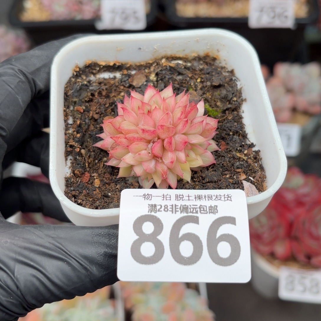 女雏锦无盆土发货