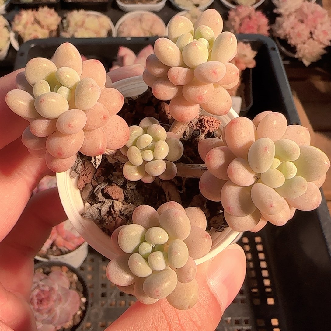 多肉1127-47鱼子酱小老桩