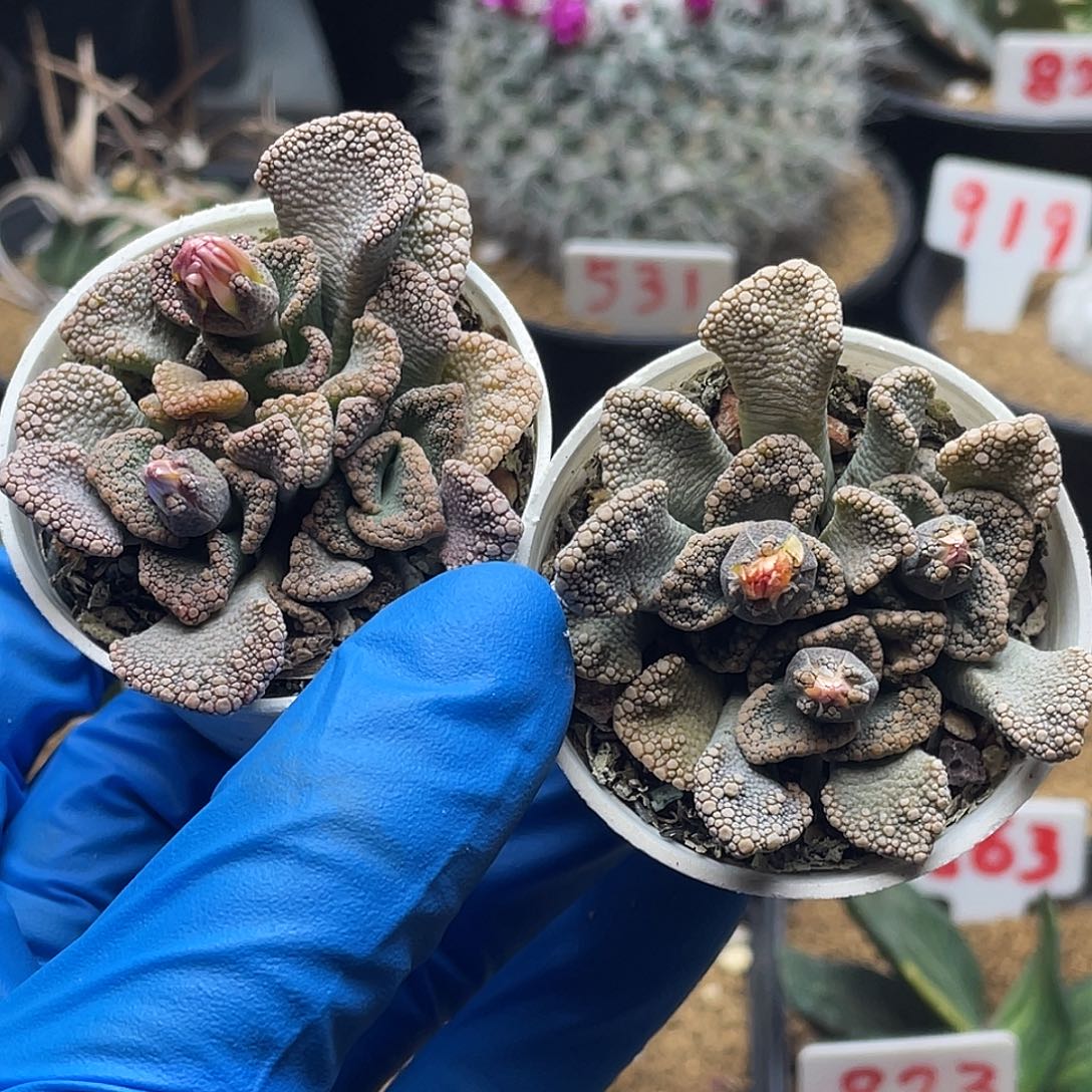 实生两颗番杏黄花天女仙人球