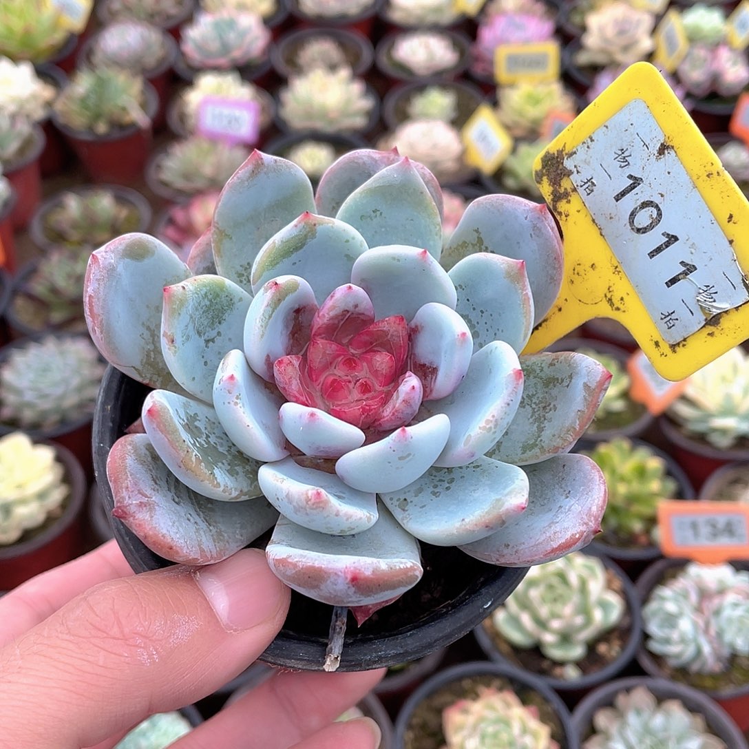 溏心嫦娥1011号多肉