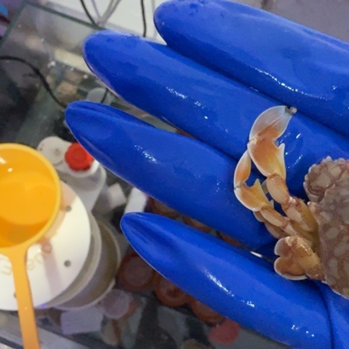 旧***事奶嘴海葵黎明蟹➕面包屑1111