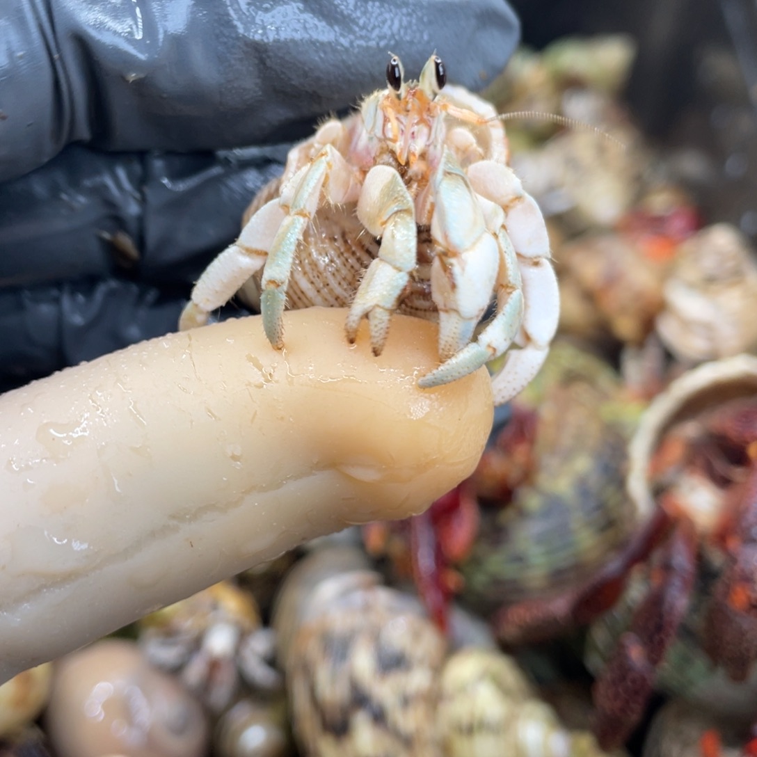 不退不换活体宠物95