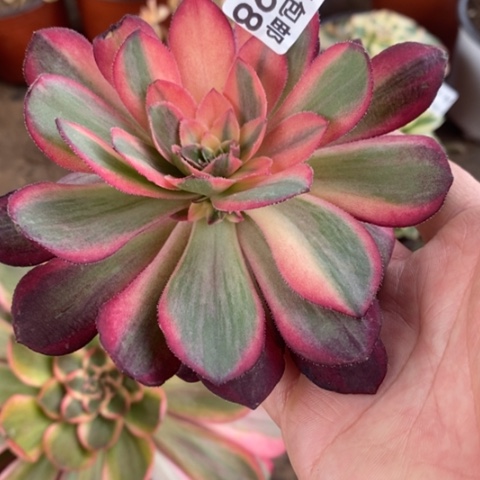 298黑魔锦无根满25包多肉