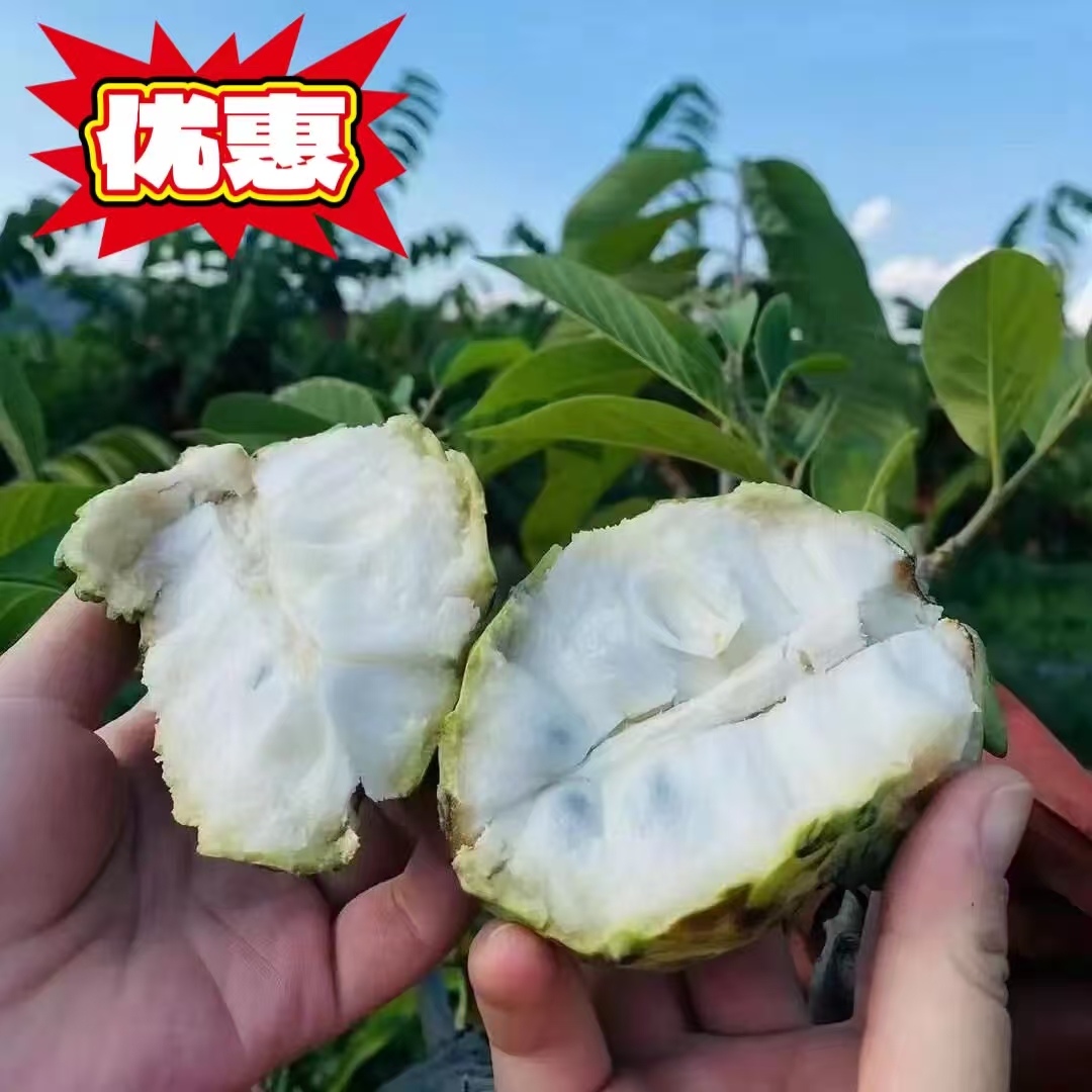 【果园优惠】凤梨释迦果香甜丝滑应季热带水果放软食用新鲜采摘发货