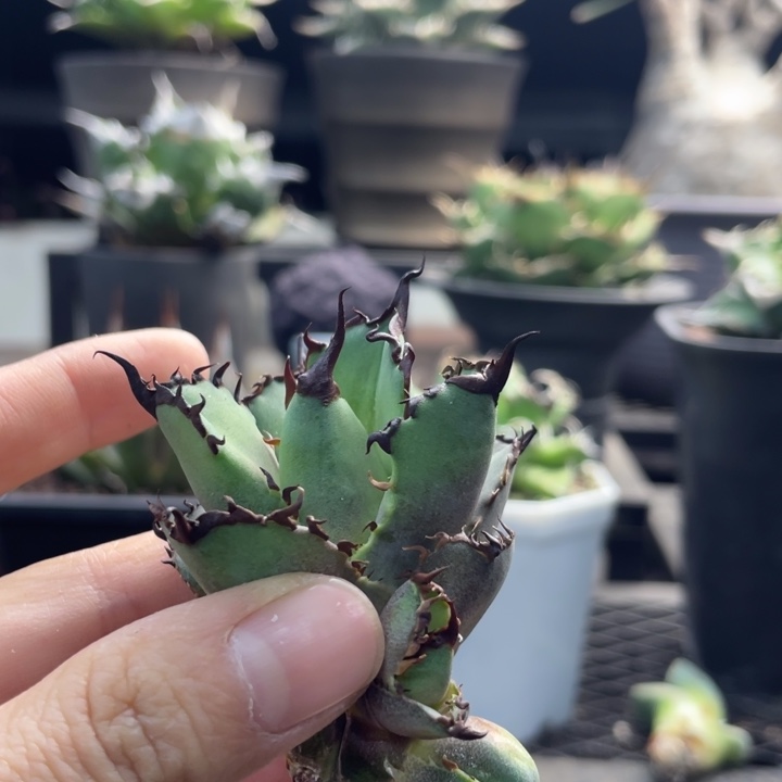 【闪购商品】银翼 带两娃