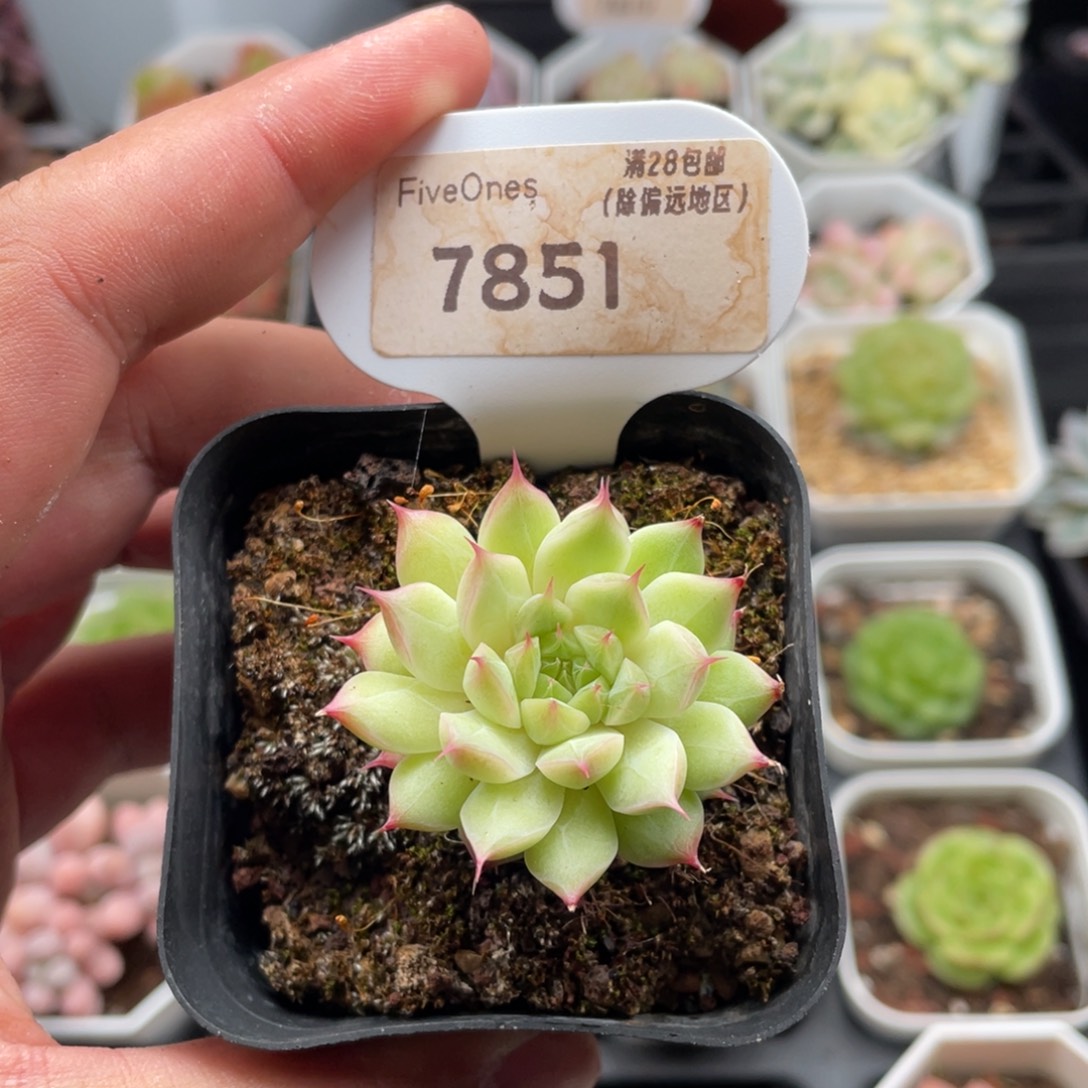 特价7851-4.0厘米