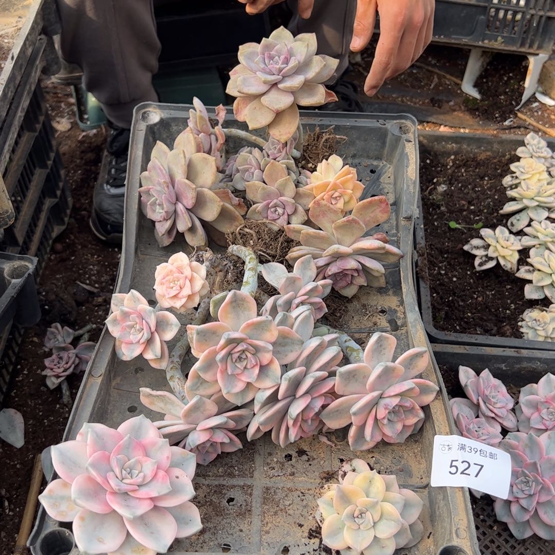 527多肉植物纤维维生素