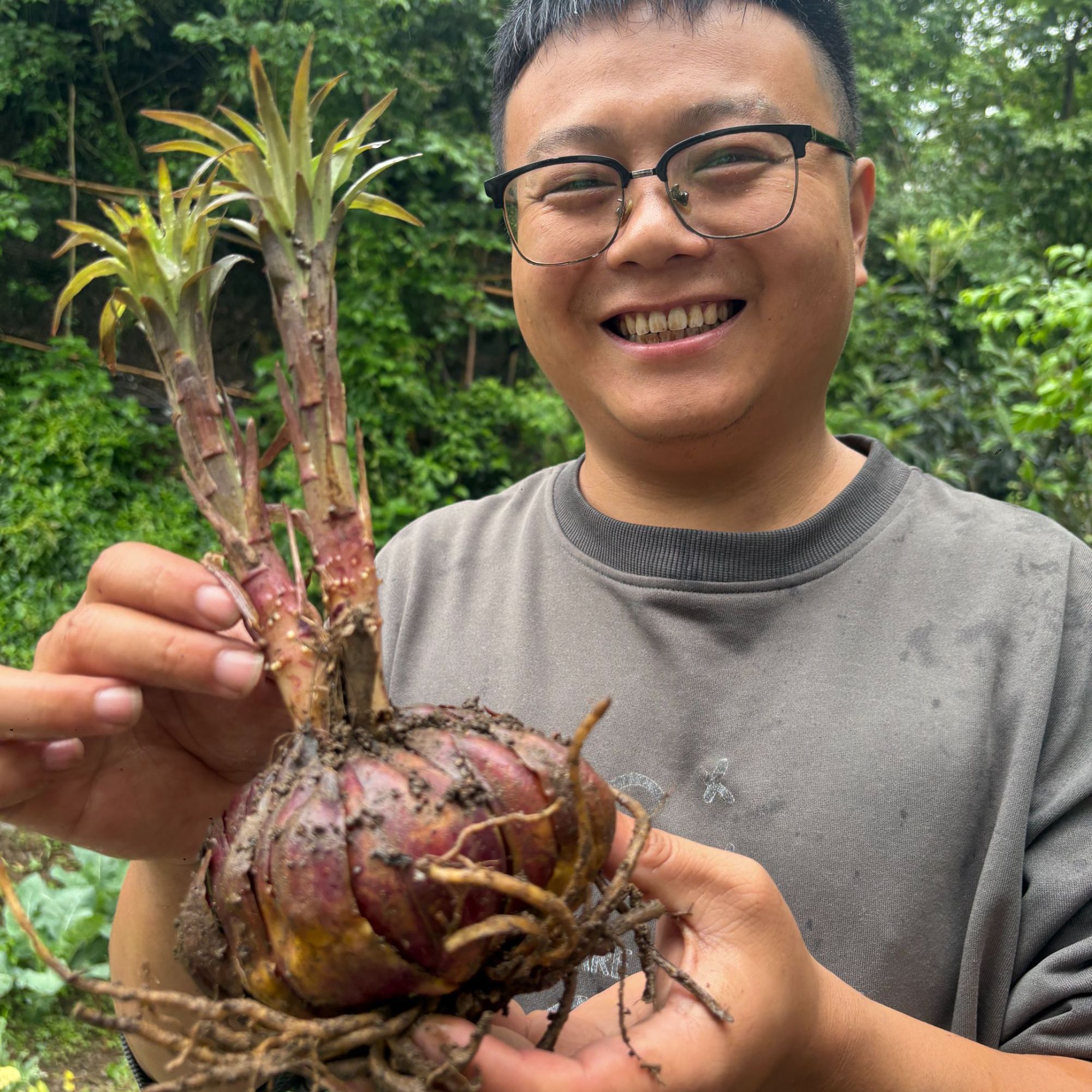 【紫百合】云南大山现挖新鲜紫百合，干百合【豆哥，伟弟】