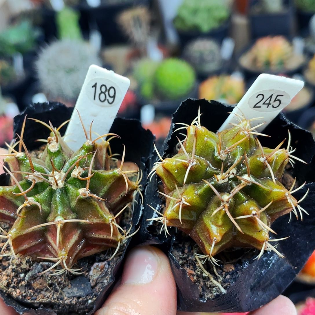 非偏远地区满25包邮仙人球