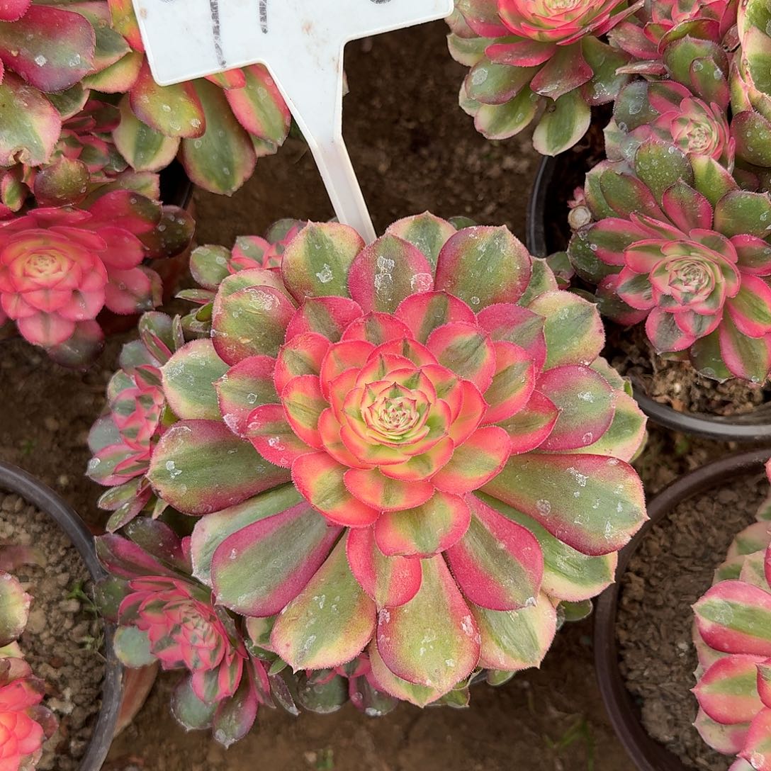 4105荔枝多肉法师多肉