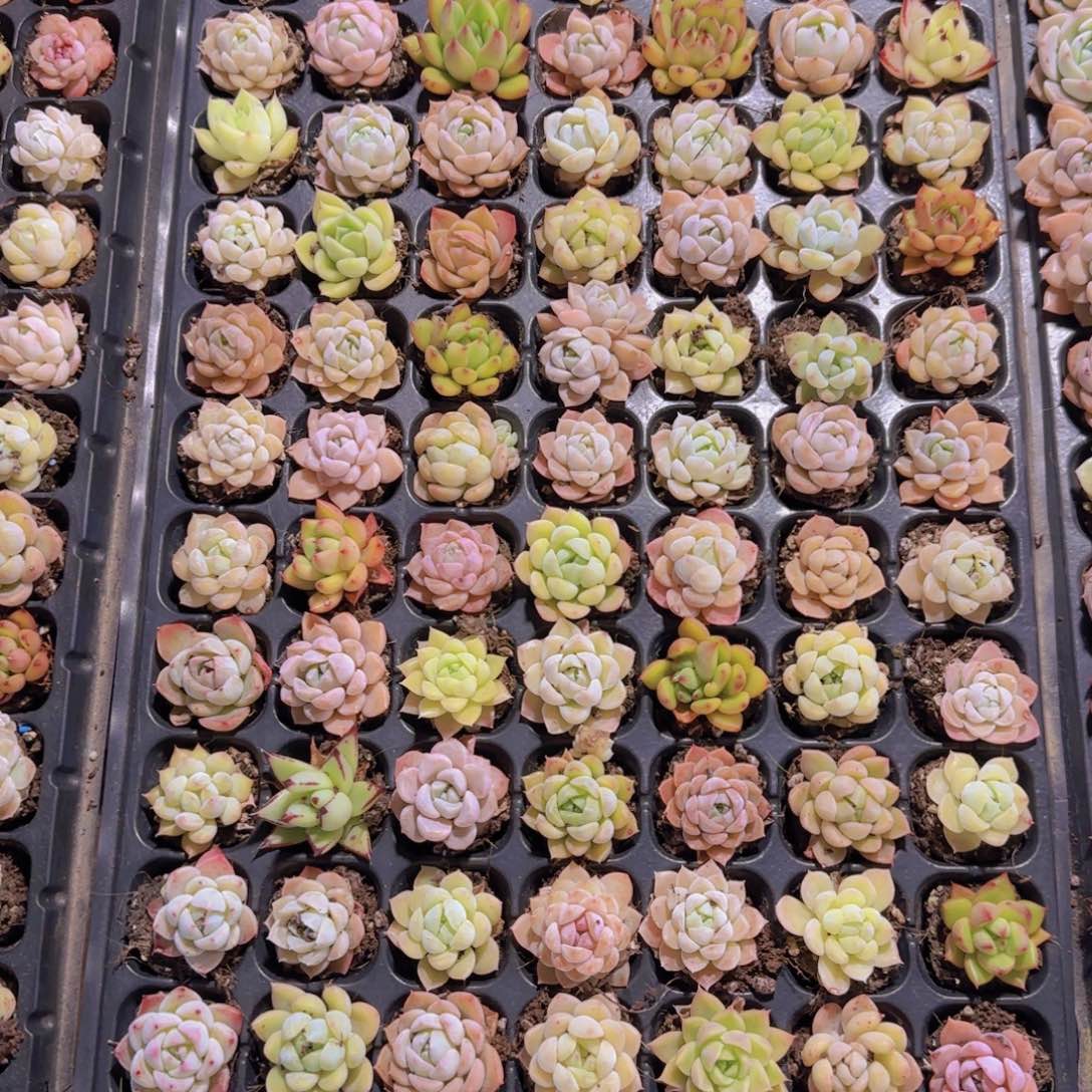 直播福利一物一拍多肉43