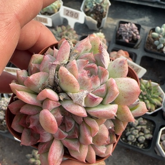 142桃熏多肉植物多