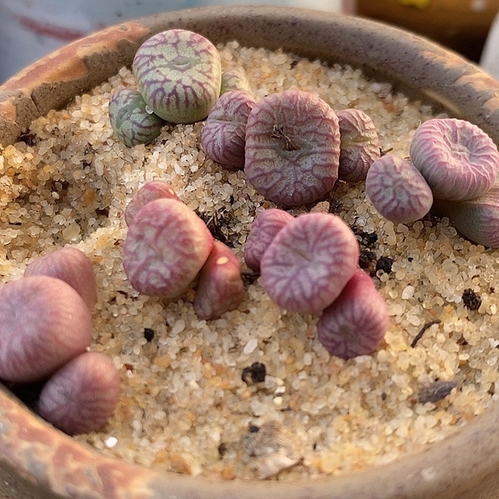 576三头送奶工杂交一颗。 