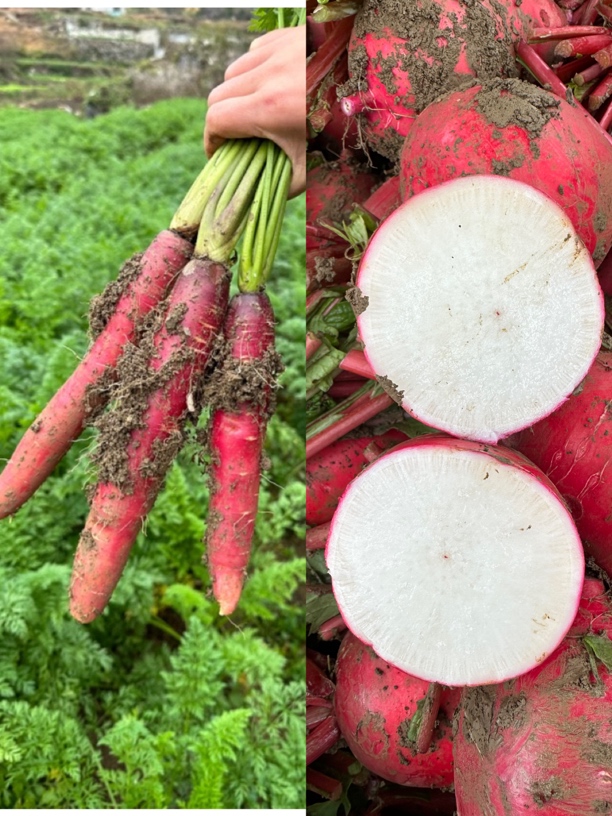 顺丰包邮 现采现发 [组合]新鲜胡萝卜2斤+红皮萝卜2斤