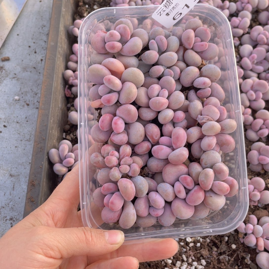 云糖心多肉植物613