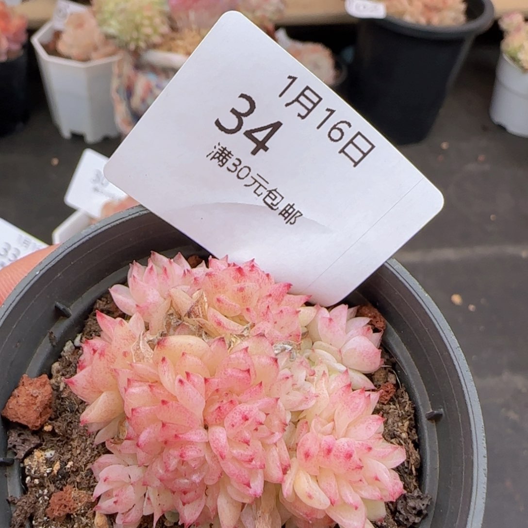 麦秆群一颗脱土发货