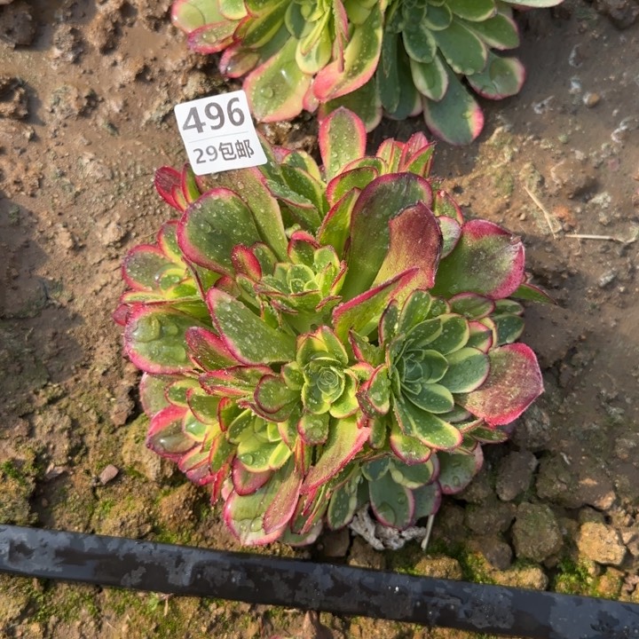 奶白……多肉植物……