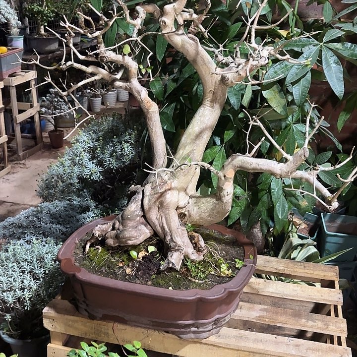 螺***l无花朵哈哈哈哈哈