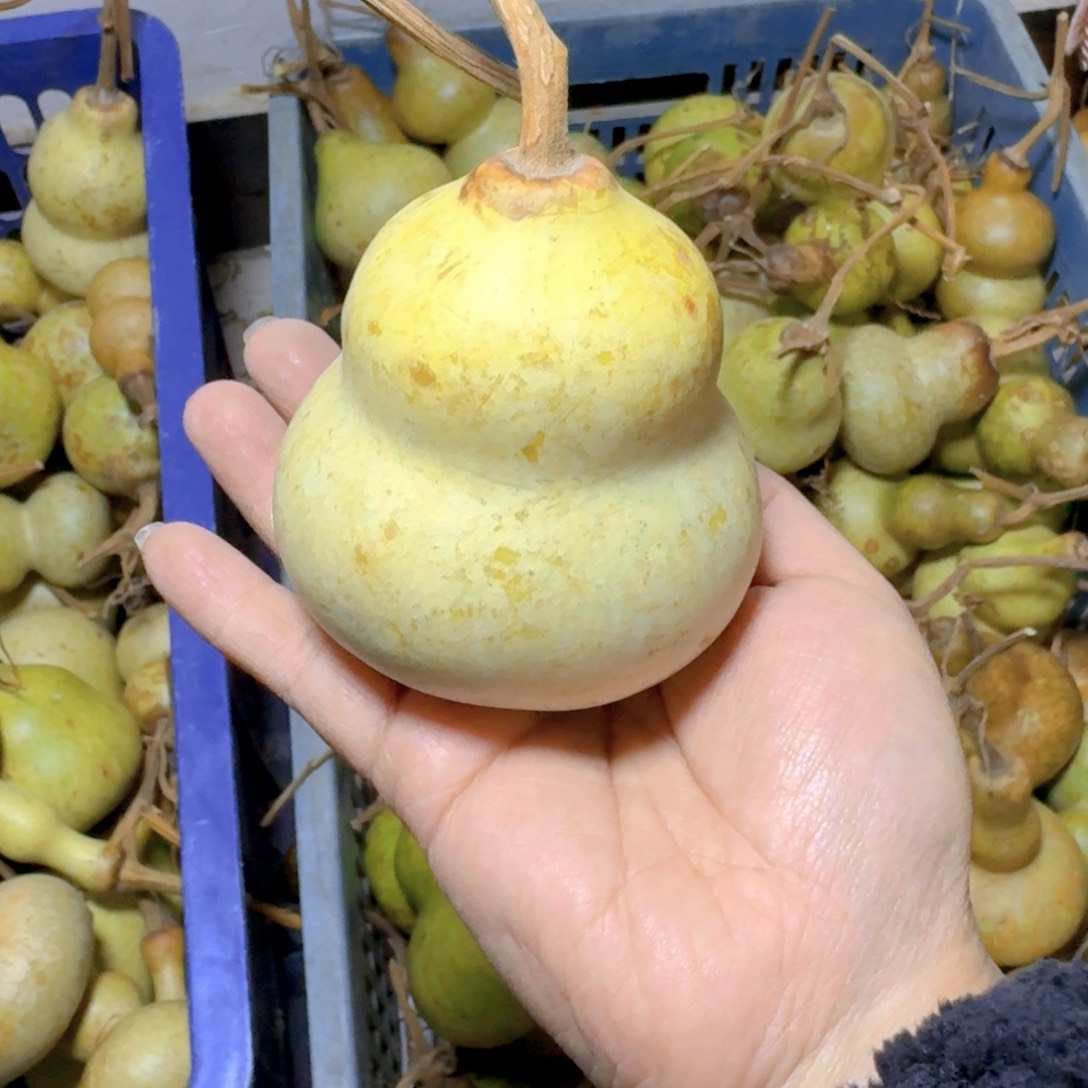 ༺***༻青皮葫芦不保成不退不换