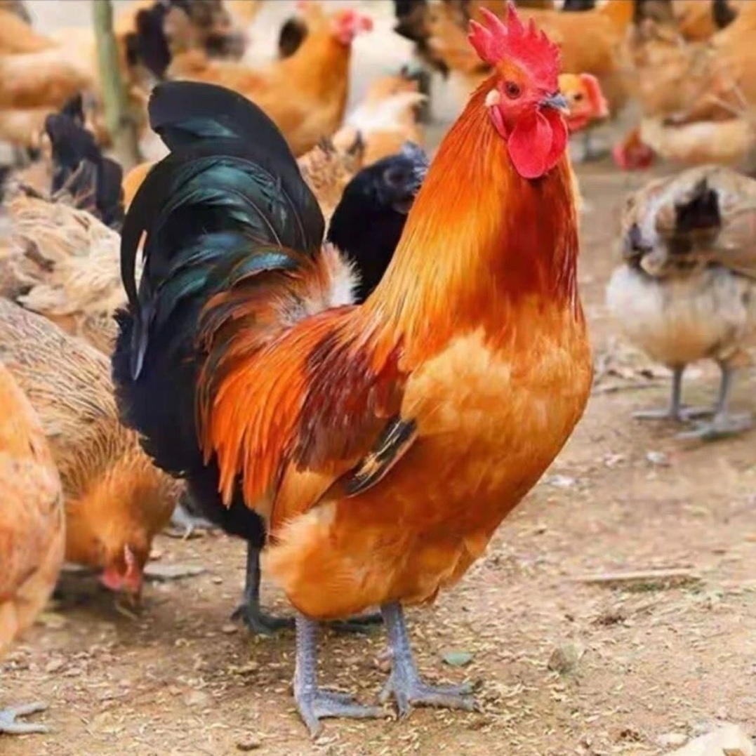 2只淮南草土鸡 农家散养土公鸡新鲜 生鲜鸡