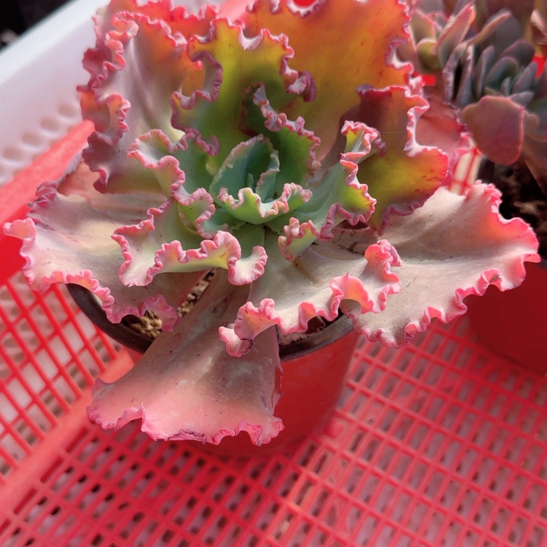 无花朵舞会红裙单头