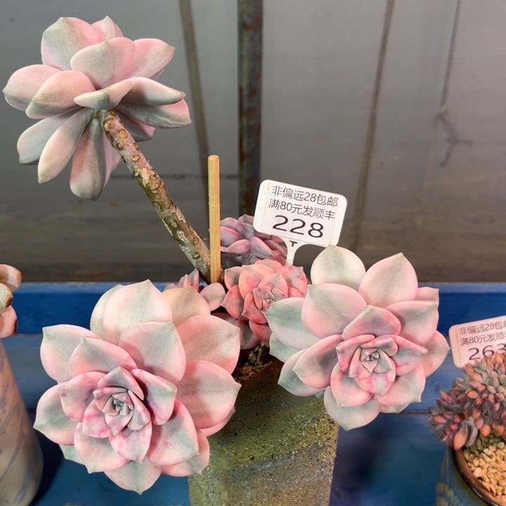 大49.99。vxvxbvbnnnnnn