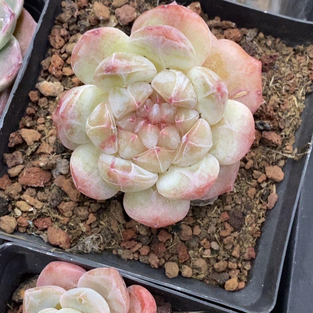 精品多肉一物一拍不包整39