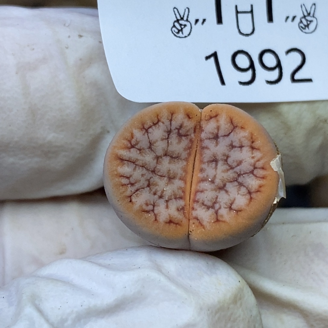 1992。零下拍保温.18包邮.当天凑哦