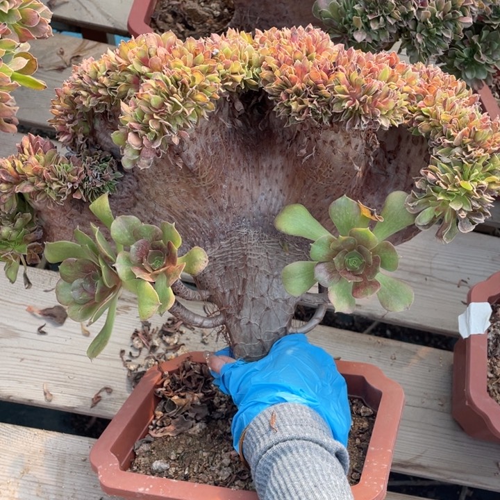 多肉多味儿可可爱呢宝宝的表情