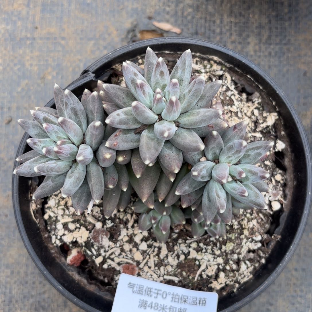 小***肉1606乌拉克拉多肉